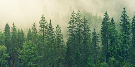 Feasibility study for the Yunesit’in Indigenous Fire Stewardship program to generate carbon credits